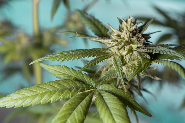 comprar cbd